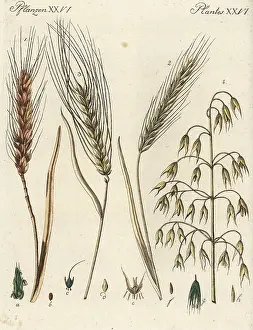 Triticum: Cereal grains
