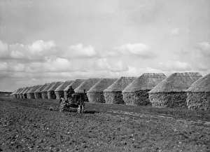 Ricks: Cereal harvest in Lake