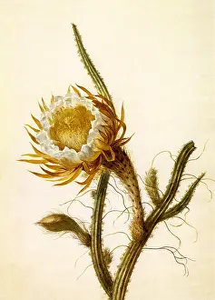 Cereus: Cereus