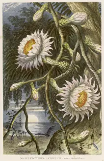 Cereus: CEREUS GRANDIFLORUS
