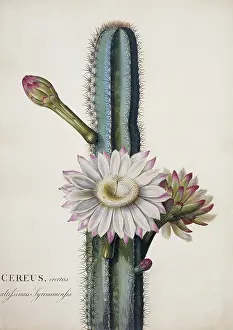 Cactaceae: Cereus hexagonus, lady of the night cactus