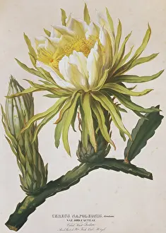 Pyrus: Cereus napoleonis, strawberry-pear