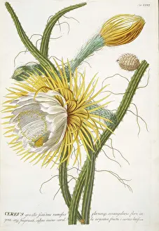 Cactaceae: Cereus sp. cactus