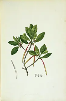 Mangrove: Ceriops tagal, yellow mangrove tree