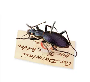 Carabidae: Ceroglossus Beetle