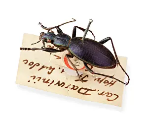 H.m.s: Ceroglossus Beetle