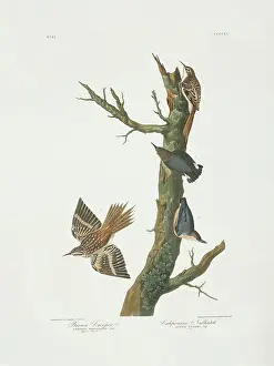 Certhia: Certhia americana, brown creeper, Sitta pygmaea, pygmy nutha