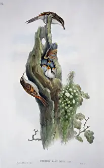 Certhia: Certhia familiaris, Eurasian treecreeper