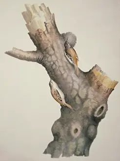 Stiff: Certhia familiaris, Eurasian treecreeper