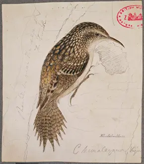 Certhia: Certhia himalayana, himalayan treecreeper