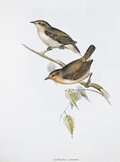 Galapagos: Certhidea olivacea, warbler-finch