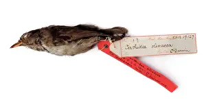 Galapagos: Certhidea olivacea, warbler-finch