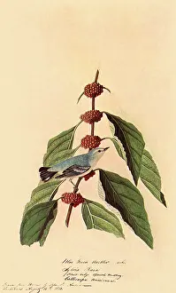 Warbler: Cerulean Warbler, Dendroica cerulea