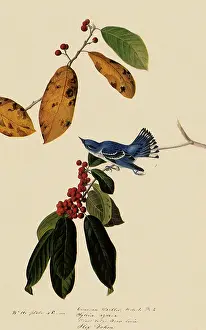Warbler: Cerulean Warbler, Dendroica cerulea