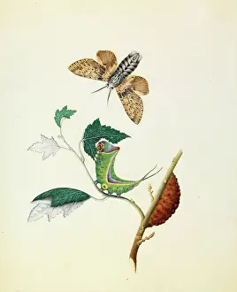 Puss: Cerura vinula, puss moth