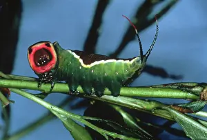Puss: Cerura vinula, puss moth caterpillar
