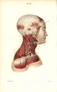 Plexus: Cervical plexus
