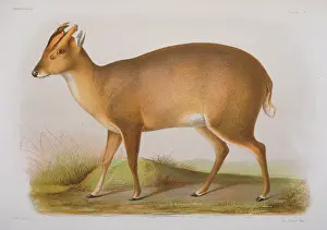 Milne: Cervulus lacrymans