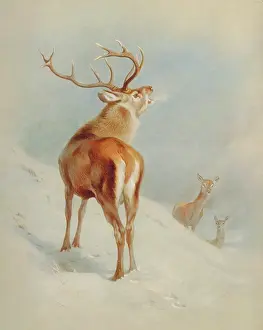 Canadensis: Cervus elaphus, red deer