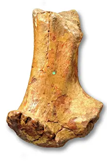 Forgery: Cervus elaphus, red deer