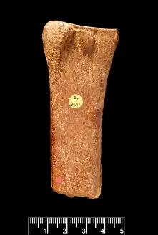 Forgery: Cervus elaphus, red deer