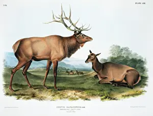 Antler: Cervus elaphus, red deer
