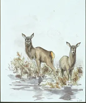 Cervidae: Cervus elaphus, red deer