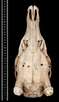 Epitheria: Cervus unicolor brookei