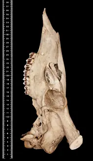 Epitheria: Cervus unicolor brookei