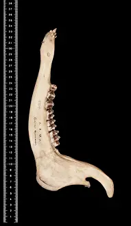 Epitheria: Cervus unicolor brookei
