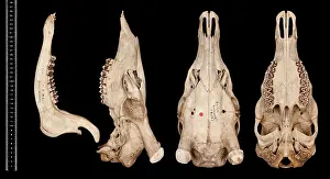Epitheria: Cervus unicolor brookei, sambar deer