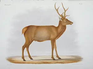 Manchurian: Cervus xanthopygus, deer