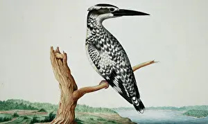 1722 C: Ceryle rudis, pied kingfisher