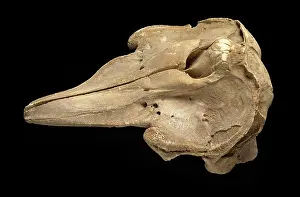 Ventral: Cetacea (order), whale