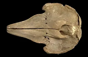 Ventral: Cetacea (order), whale