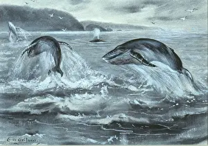 Cetacea: Cetacea (order), whale