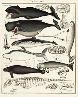 Sperm: Cetaceans