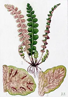 Officinarum: Ceterach officinarum