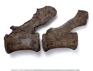 Sauropoda: Cetiosauriscus stewarti