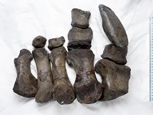 Sauropoda: Cetiosauriscus stewarti