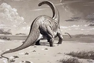 Neave: Cetiosaurus