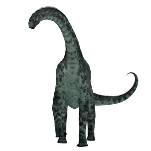 Oxoniensis: Cetiosaurus dinosaur, front view