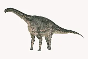 Oxoniensis: Cetiosaurus dinosaur, side view on white background