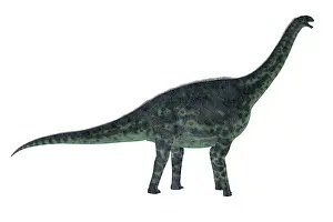 Oxoniensis: Cetiosaurus dinosaur, side view on white background