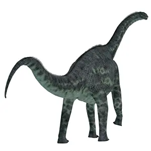 Oxoniensis: Cetiosaurus dinosaur on white background