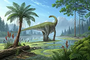 Stocktrek Images: Cetiosaurus oxoniensis dinosaur in a Jurassic landscape