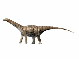 Oxoniensis: Cetiosaurus oxoniensis, Middle Jurassic of England
