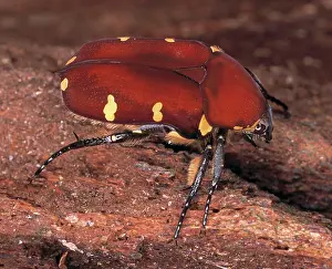 Spotty: Cetoniinae sp. rose chafer beetle