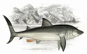 Cetorhinus: Cetorhinus maximus, or Basking Shark