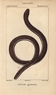 Jussieus: Ceylon caecilian, Ichthyophis glutinosus
